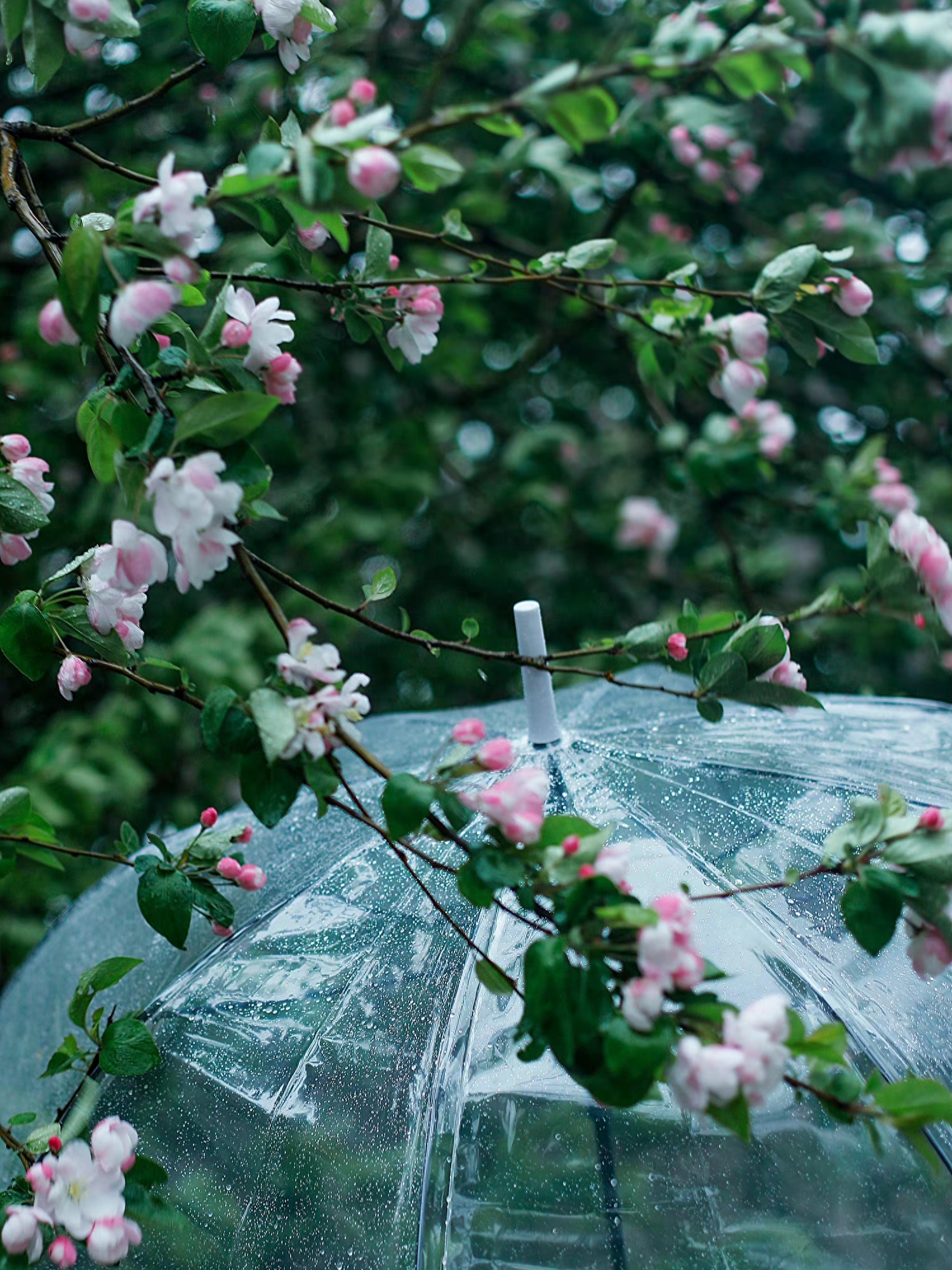 写雨经典诗词有哪些（2首写雨的古诗词）