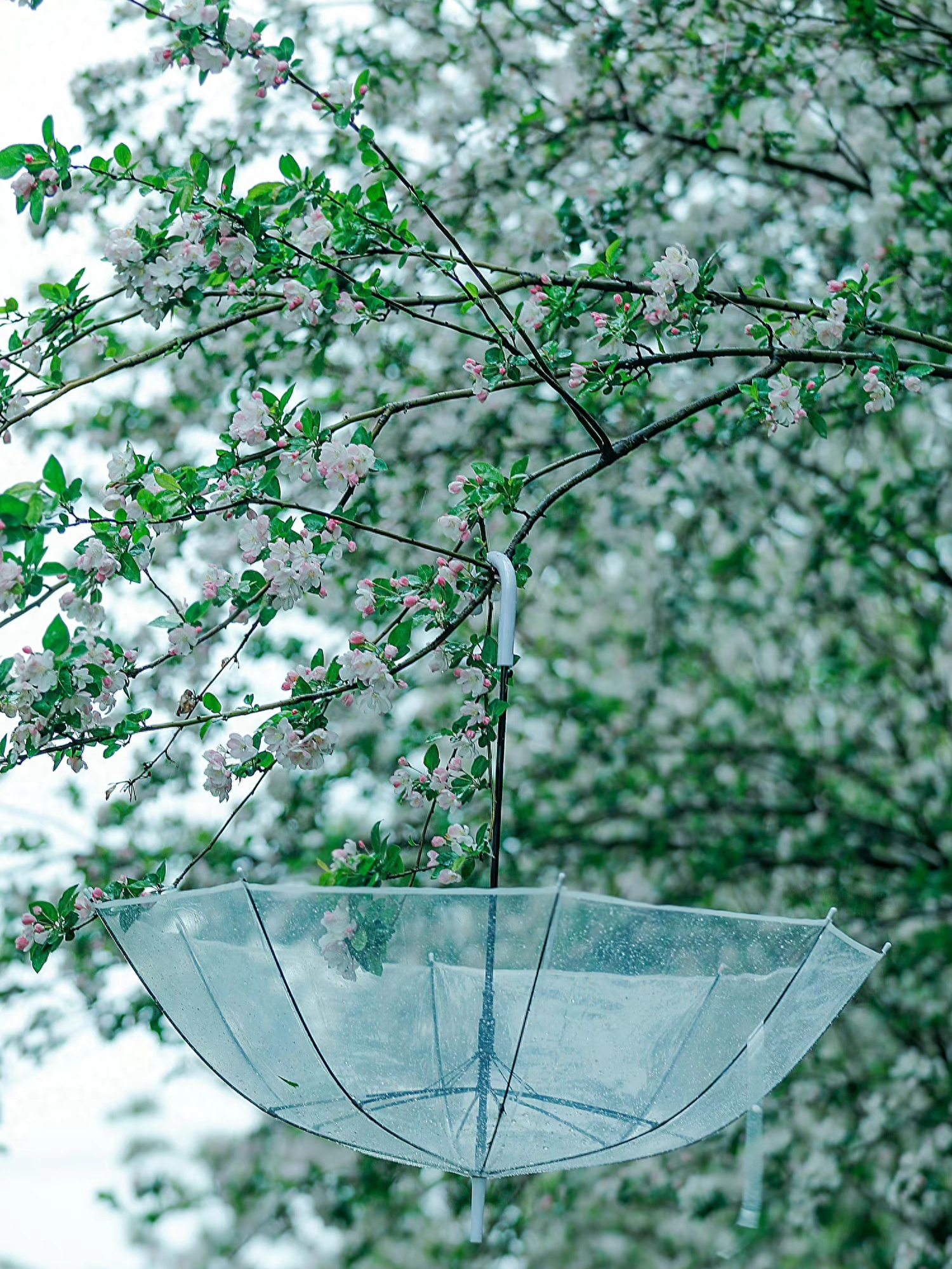 写雨经典诗词有哪些（2首写雨的古诗词）