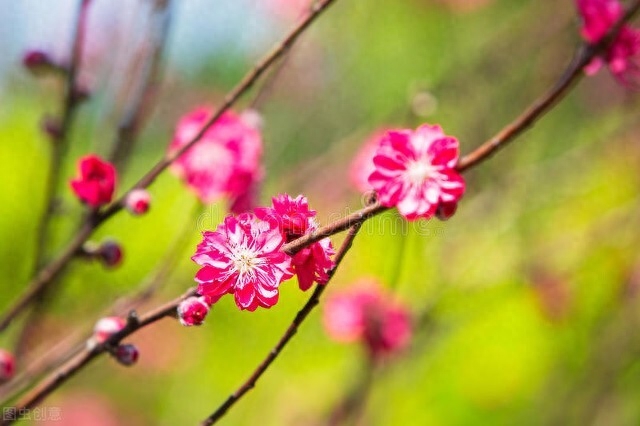 阳春三月6首经典桃花诗词（赞美桃花的千古名句）