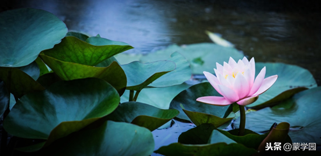 清水出芙蓉，天然去雕饰（50首咏荷花经典诗词）