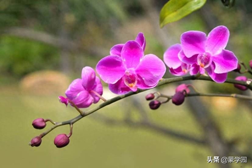 兰花待春风，深林含芳馨（70首兰花古诗词）