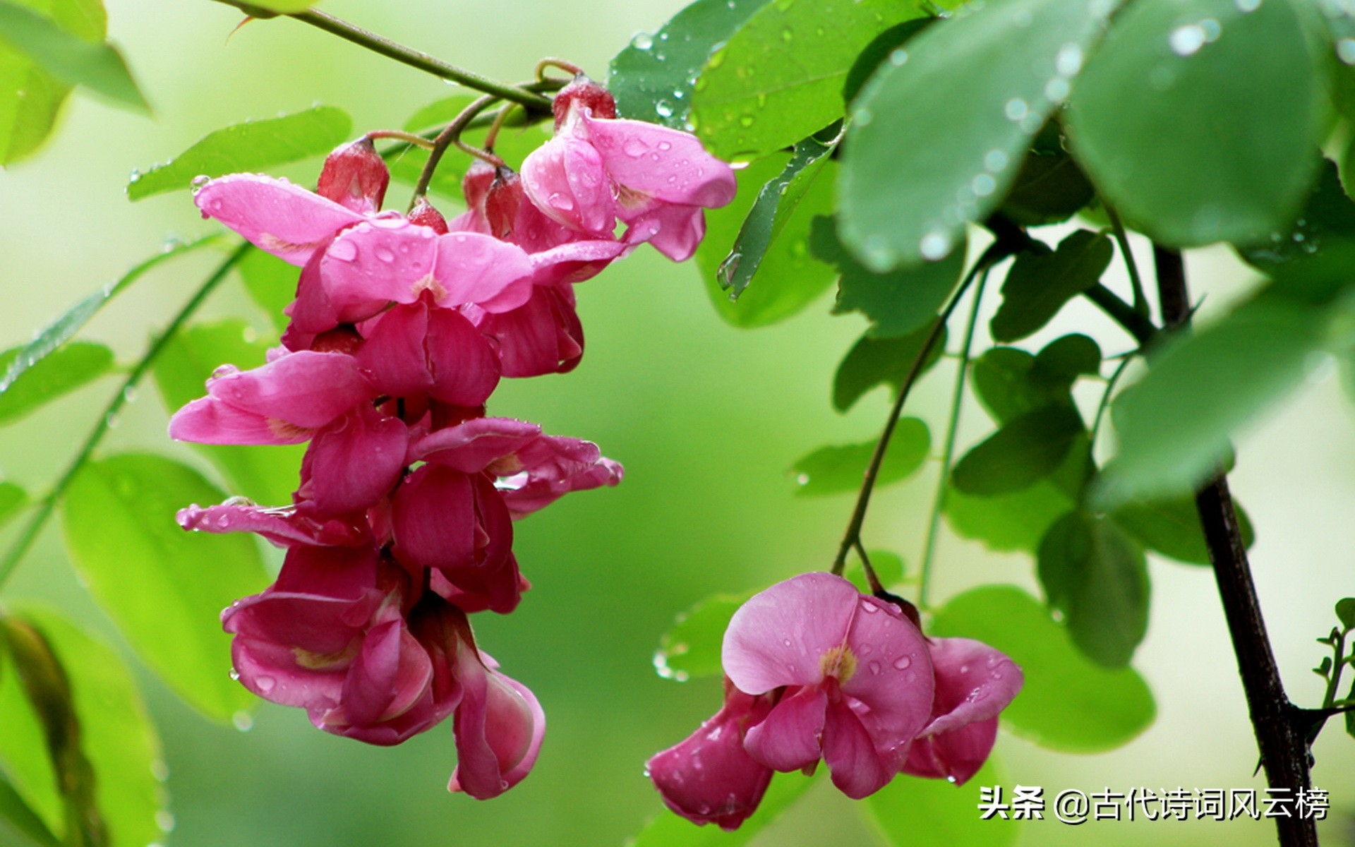 春风悄悄来，满树槐花香（有关槐花的唯美古诗词）