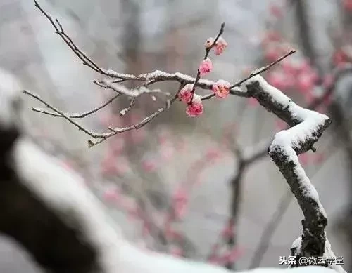 小寒诗词古句摘抄（唯美的十首小寒时节古诗词）