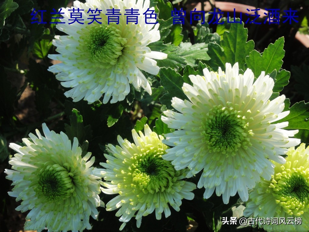 菊花诗词古句有哪些（分享八首菊花古诗句）