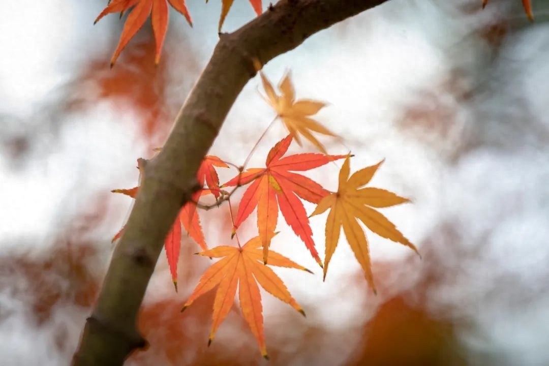 一念秋风起，一念相思长（10首秋夜诗词）