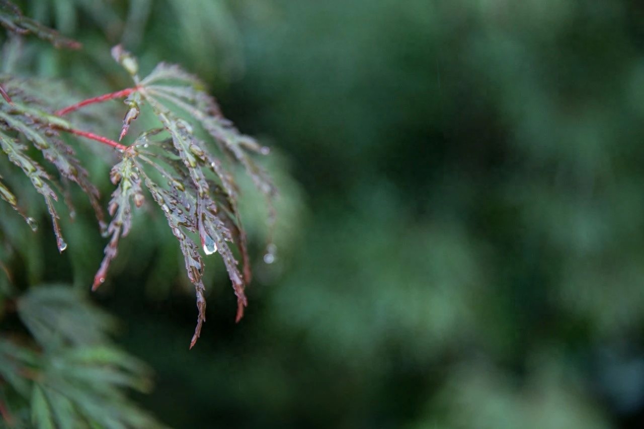 下雨诗词古句有哪些（20首微雨诗词）