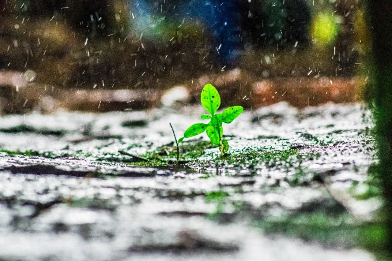 下雨诗词古句有哪些（20首微雨诗词）