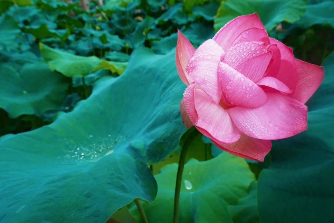 描写下雨的唯美古诗赏析（24首夏雨诗词）