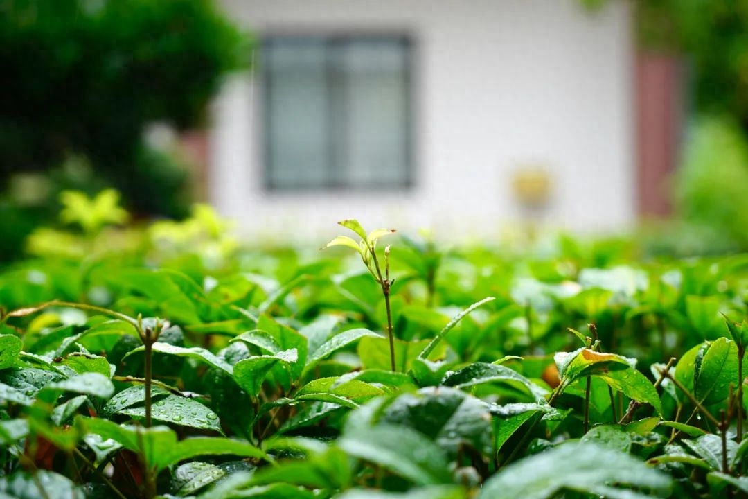 描写下雨的唯美古诗赏析（24首夏雨诗词）