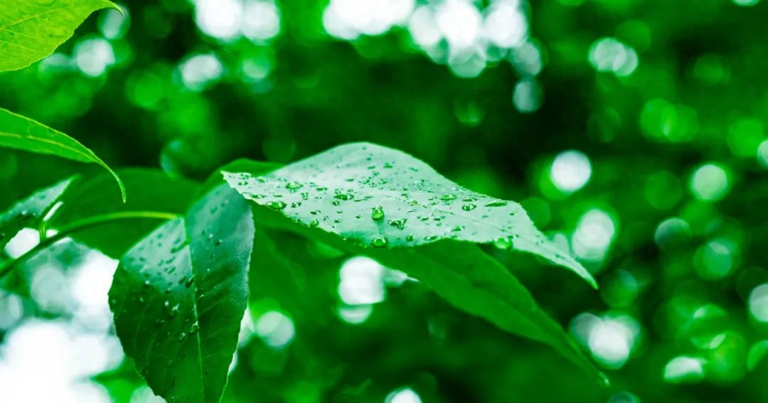 雨天诗词古句摘抄（形容下雨的古诗名句）