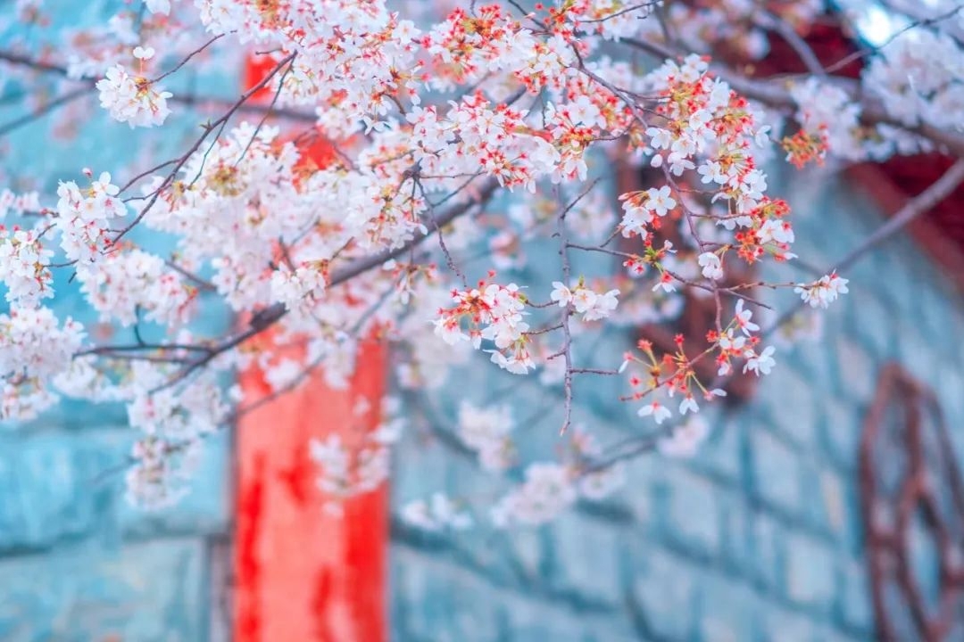 描写樱花漫天飞舞的诗句（9首樱花诗词）