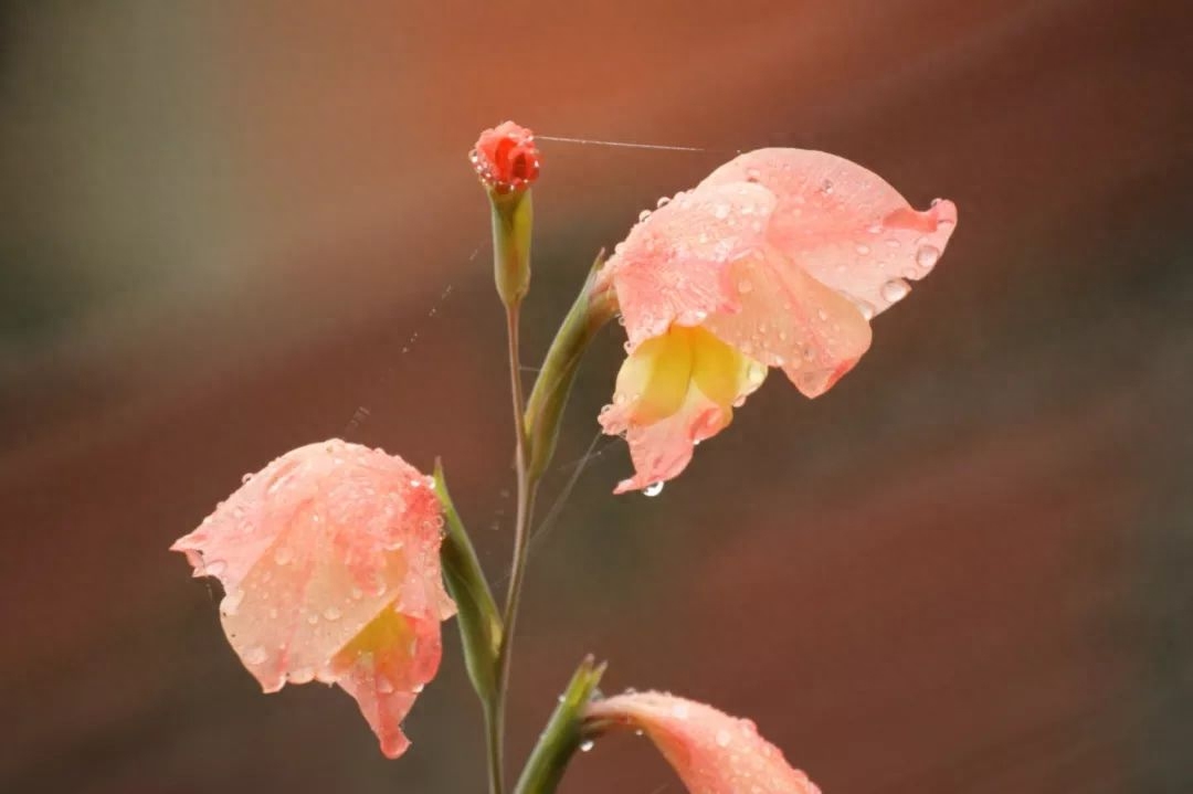 一朝春雨过，万物皆清明（20首春雨诗词）