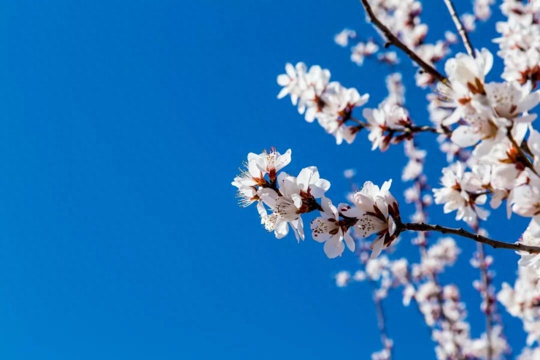 春日诗词古句有哪些（10首春日诗词）