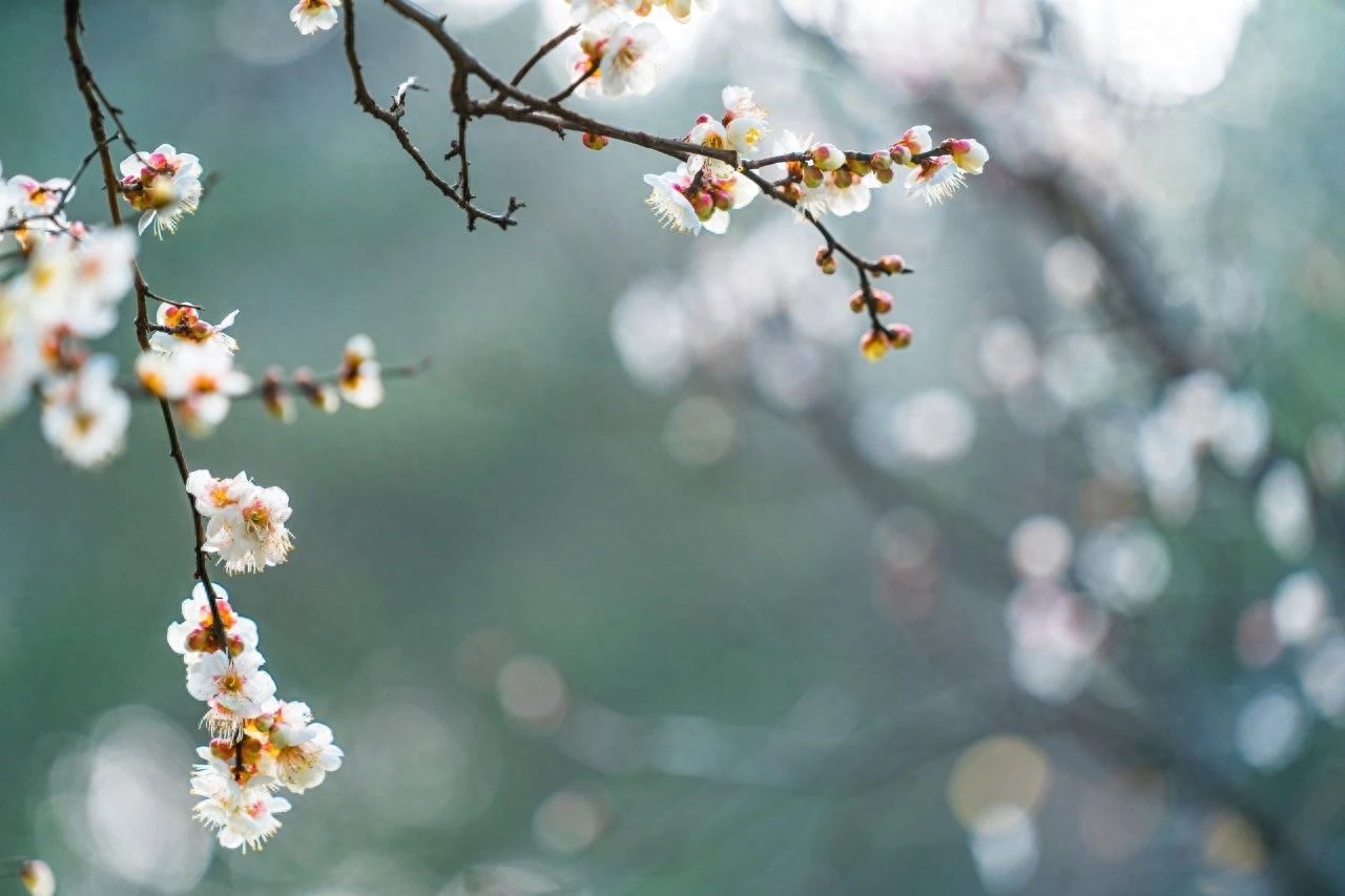 立春节气的经典诗词（愿山河无恙，人间皆安）