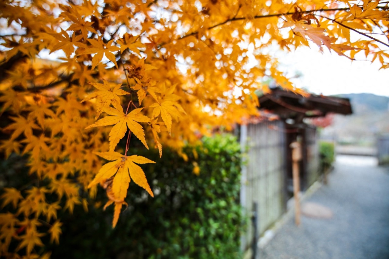 关于寒衣节的古诗词赏析（10首寒衣诗词）