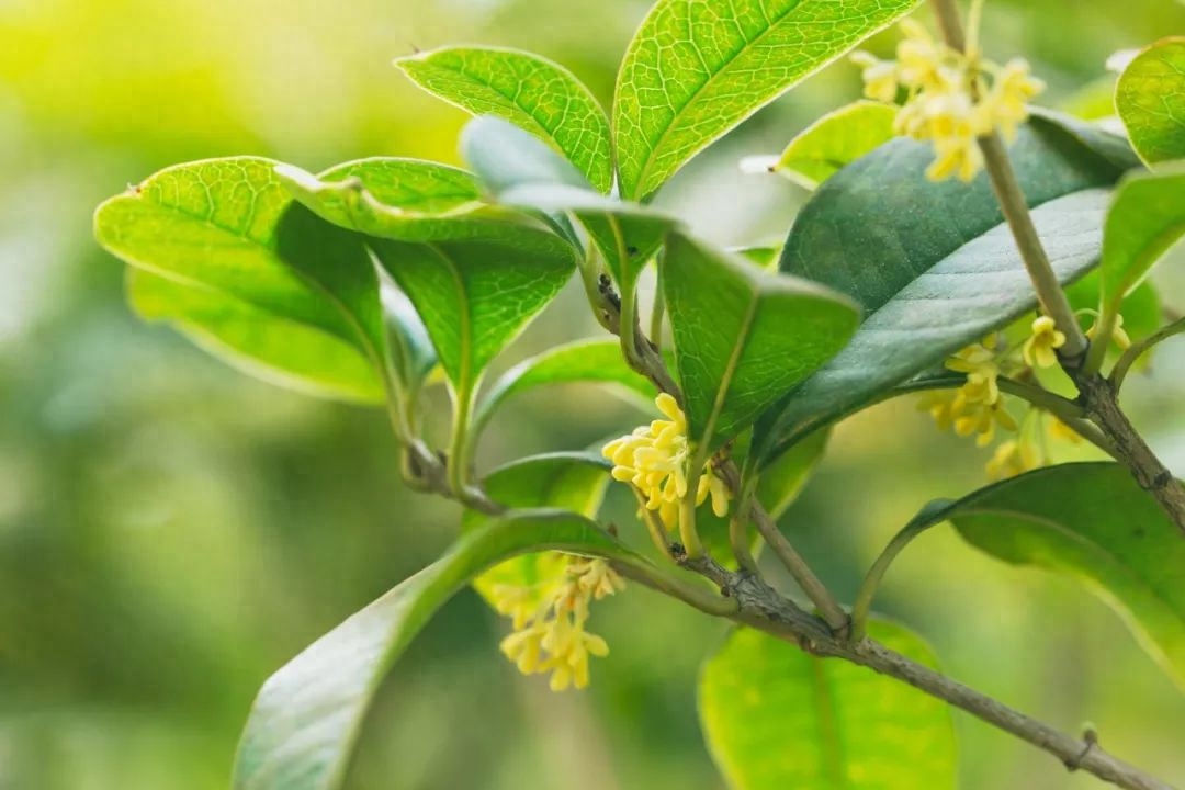 桂花诗词古句有哪些（分享30句桂花古诗）