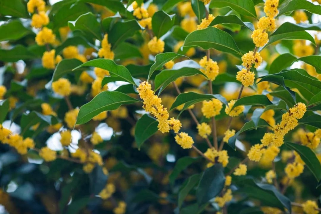 桂花诗词古句有哪些（分享30句桂花古诗）