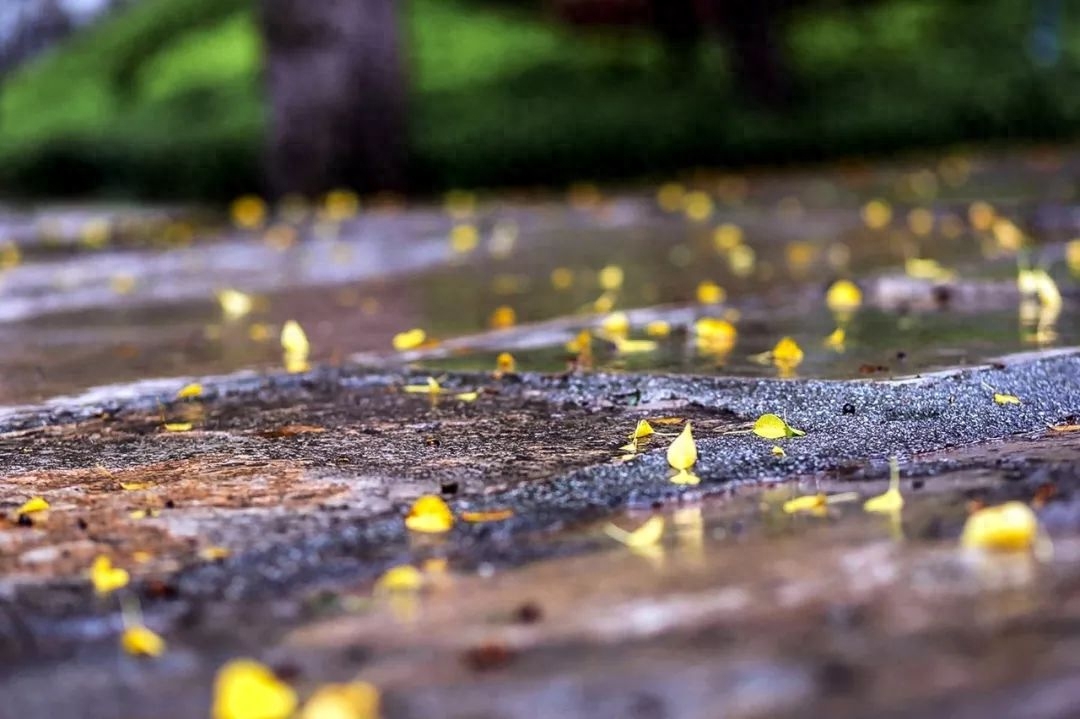 秋雨经典诗词大全（秋雨绵绵情意浓浓的古诗）