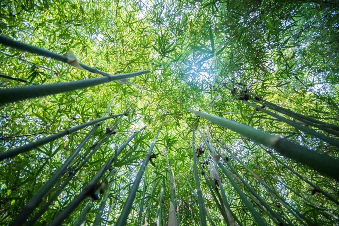 1～4年级的夏天的古诗（100首夏日诗词）