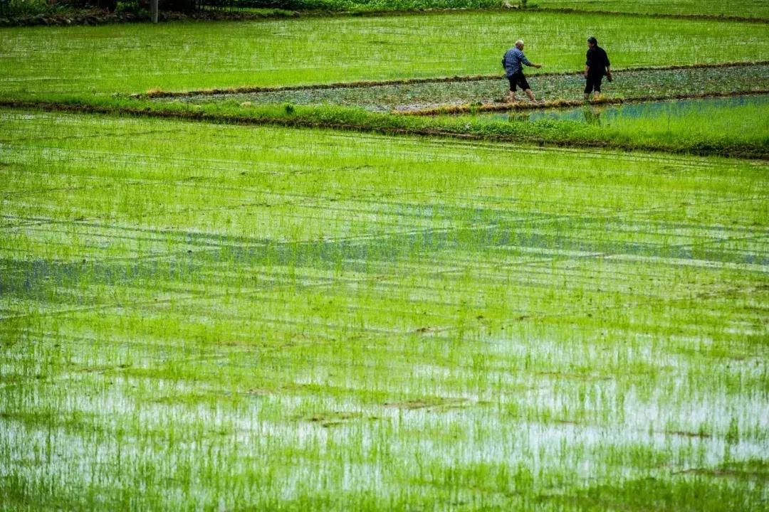 细雨鱼儿出，微风燕子斜（100句唯美春日诗词）