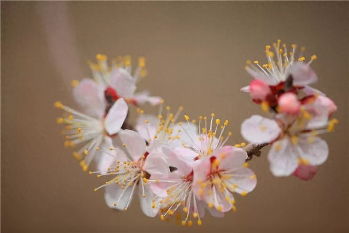 二月杏花的唯美诗词古句（七首杏花诗词）