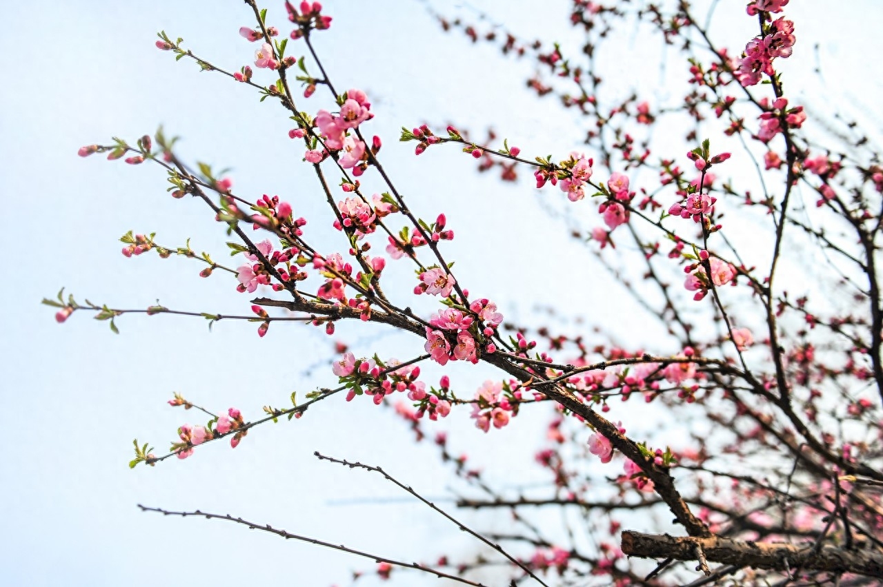 万物复苏，百花齐放（48首桃花诗词）