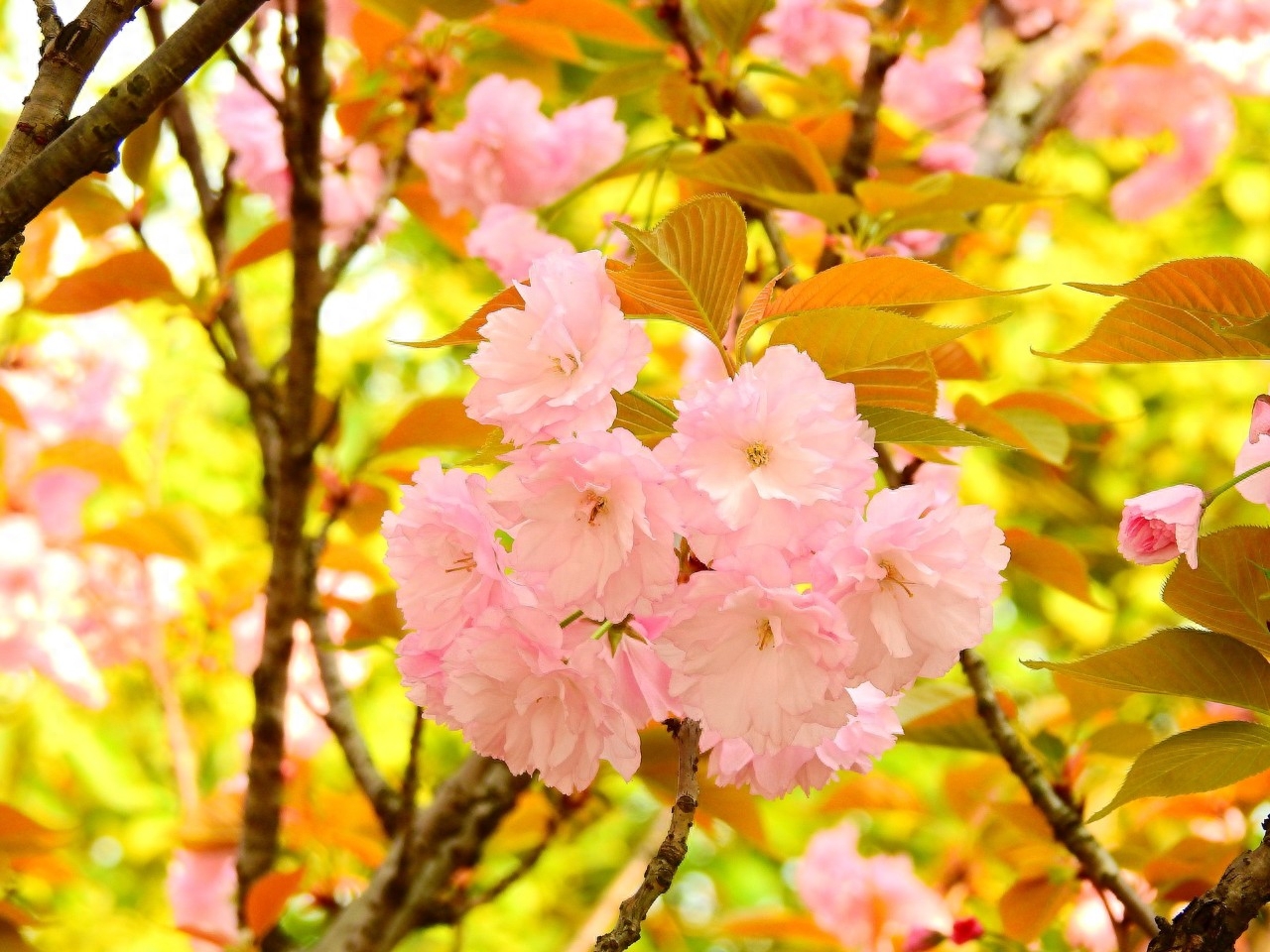 万物复苏，百花齐放（48首桃花诗词）