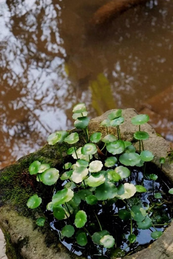 雨水诗词古句摘抄（十首唯美的雨水诗词）