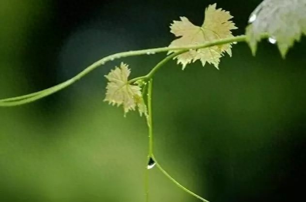 雨水诗词古句摘抄（十首唯美的雨水诗词）