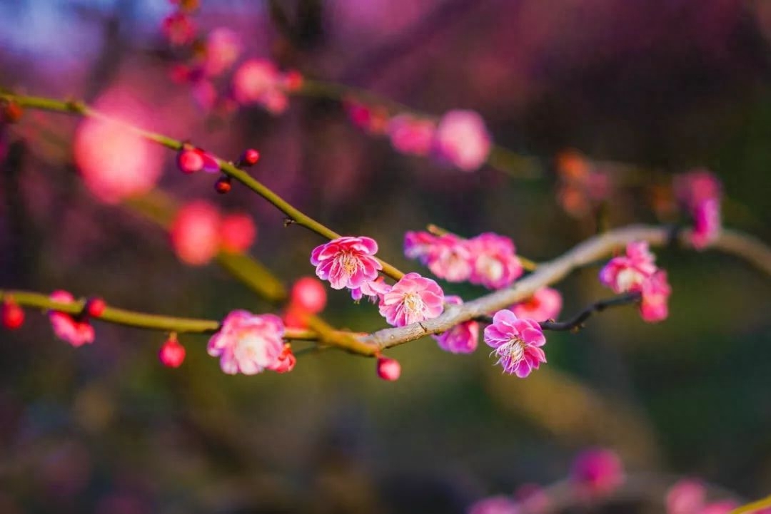 梅花诗词古句精选（10首优美的梅花诗词）