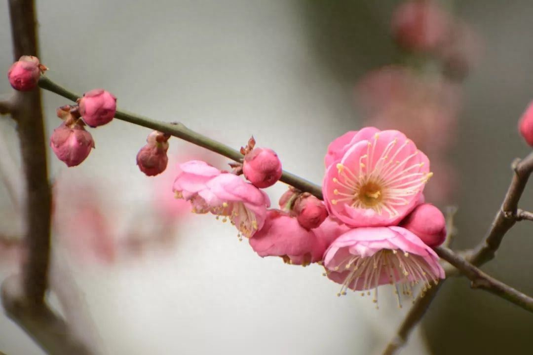 梅花诗词古句精选（10首优美的梅花诗词）