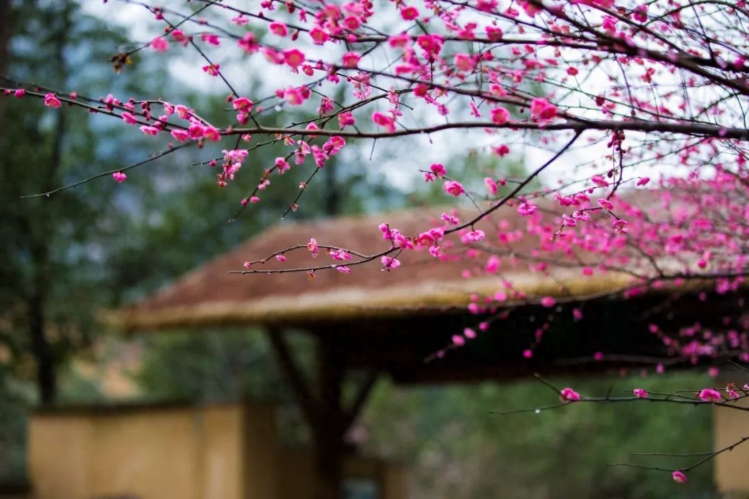 梅花诗词古句精选（10首优美的梅花诗词）