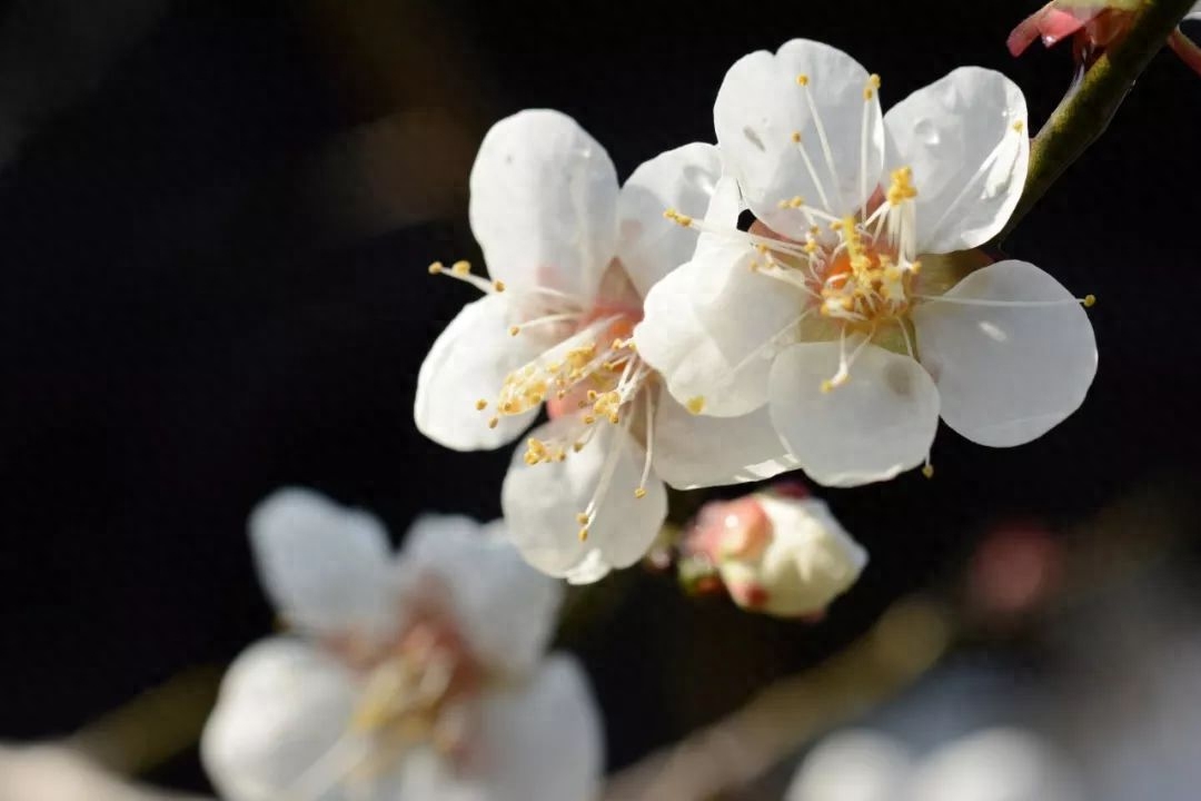 梅花诗词古句精选（10首优美的梅花诗词）