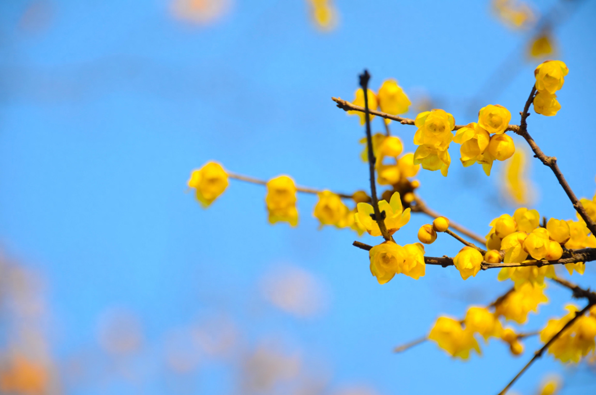 梅花经典诗词大全（赞美梅花十首诗词）