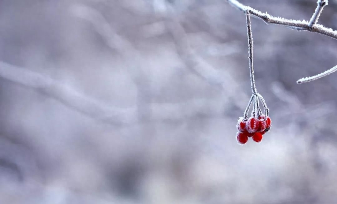 关于小雪节气的古诗五言绝句（分享十首小雪诗词）