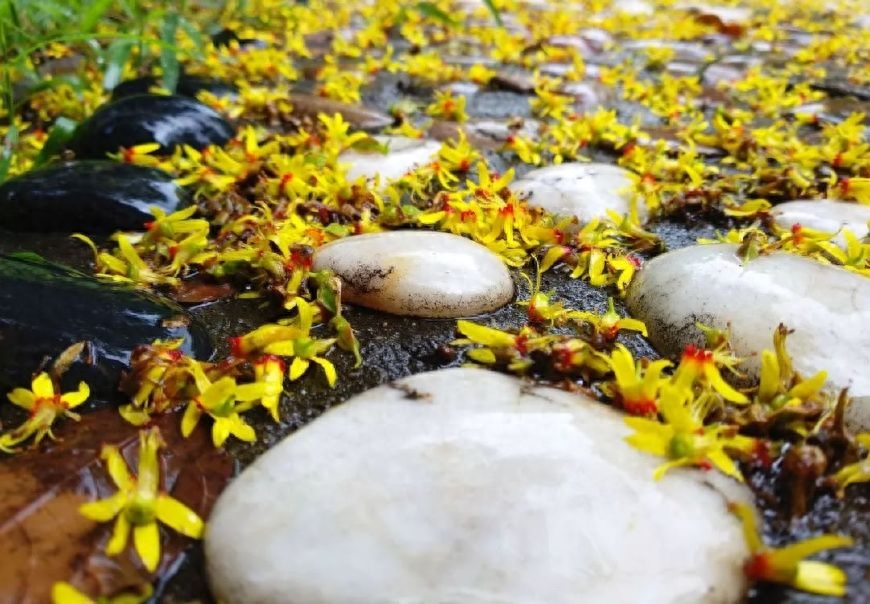 落花人独立，微雨燕双飞（十首唯美落花诗词）