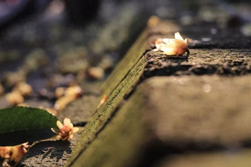 落花人独立，微雨燕双飞（十首唯美落花诗词）