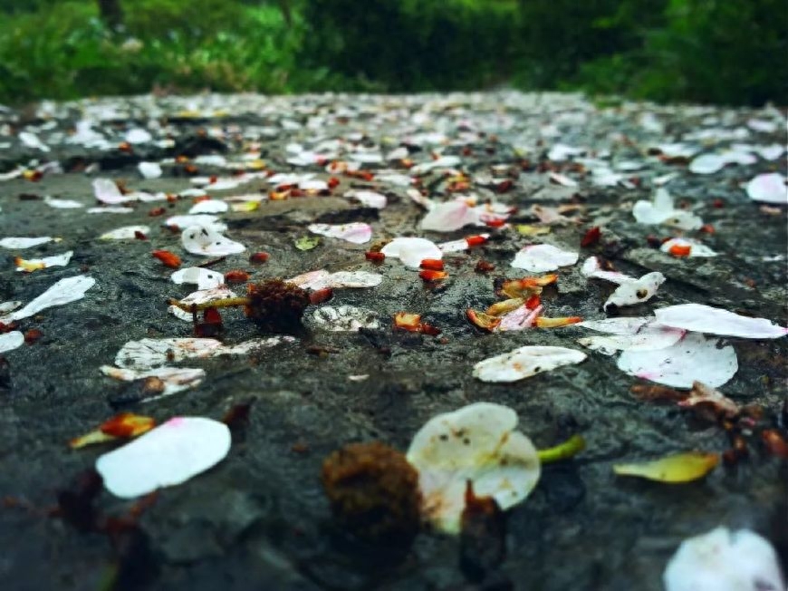 落花人独立，微雨燕双飞（十首唯美落花诗词）