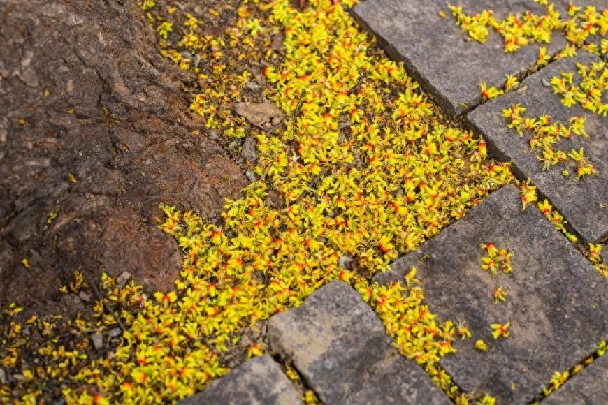 落花人独立，微雨燕双飞（十首唯美落花诗词）