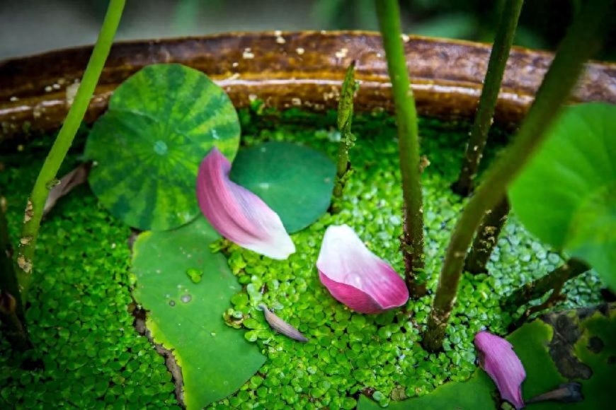 落花人独立，微雨燕双飞（十首唯美落花诗词）