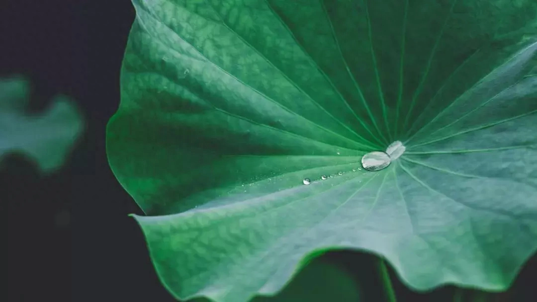 炎热夏天下雨的古诗句（十首夏雨诗词）