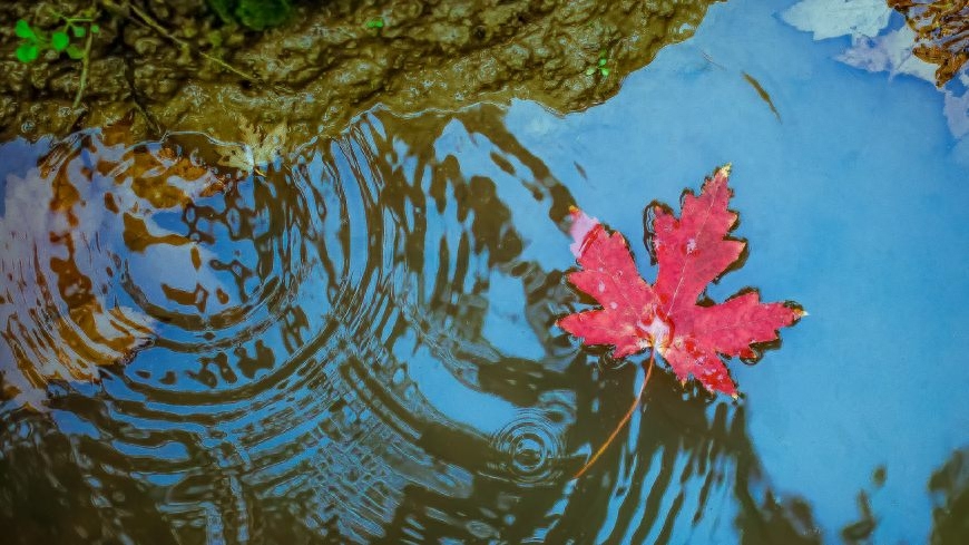 花前月下，如梦一场（十首浪漫爱情诗词）