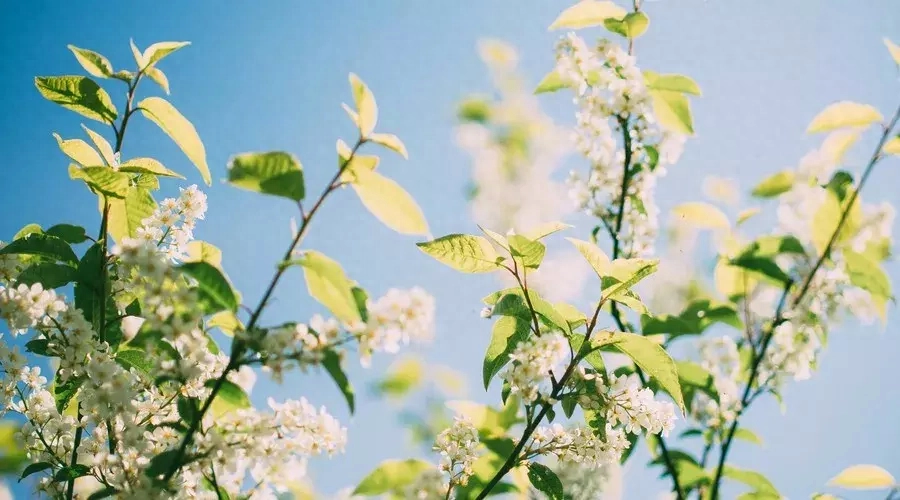 母亲节诗词古句摘抄（谁言寸草心，报得三春晖）