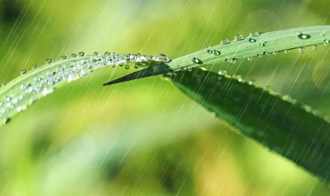 有关绝美春天诗词古句（十首春雨诗词）