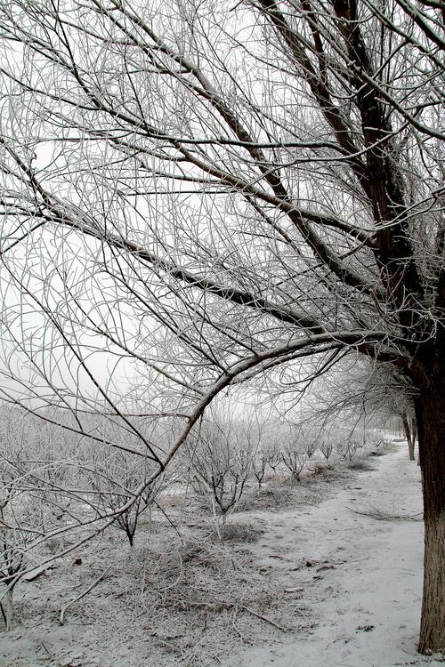 有关冬天的雪花飘飘的作文怎么写（《雪景如画，与爱人相伴》）