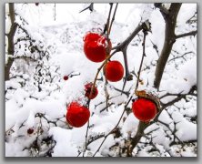 记忆中的冬天作文800（《一场意外的暴风雪》）