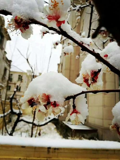 有关我爱冬天的飞雪的作文怎么写（《我爱冬天的飞雪》）