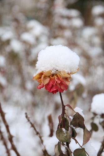 这个冬天的第一场雪作文（《初雪中的邂逅》）