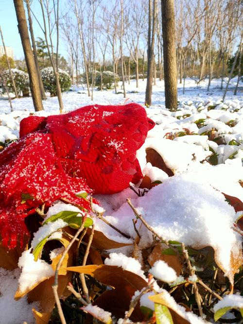 这个冬天的第一场雪作文（《初雪中的邂逅》）