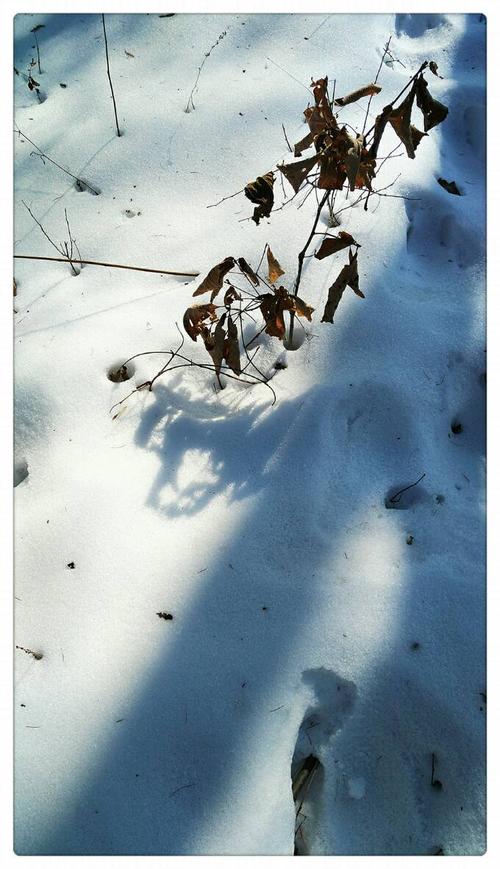 以遍地白雪的冬天为话题的作文600字（《白雪覆盖的冬季探险》）